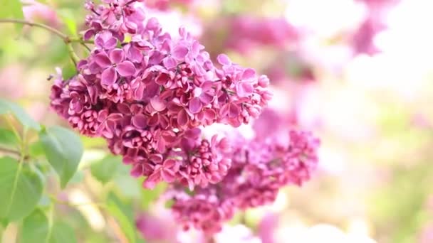 Прекрасний Бузковий Квітучий Сонячних Променях Вид Чарівні Світло Фіолетові Квіти — стокове відео