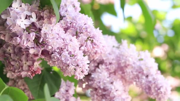 日光の下で美しいライラックの開花 魅力的な光の紫色の花の静かな景色 風に揺れる暖かい春の日に穏やかなライラックの枝 花の概念 — ストック動画