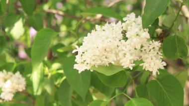 Güneşin altında açan güzel leylak. Büyüleyici beyaz çiçeklerin sakin manzarası. Ilık bahar gününde rüzgarda sallanan leylak dalları. Çiçek konsepti
