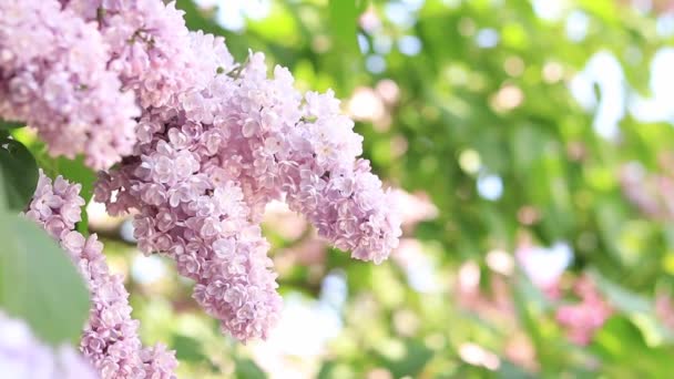 美丽的紫丁香在阳光下绽放 迷人的淡紫色花朵的宁静景色 春暖花开的日子里 丁香枝条平静地摇曳在风中 植物概念 — 图库视频影像