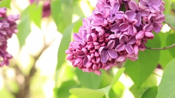 Krásná Šeříková Květina Slunečním Svitu Klidný Pohled Okouzlující Světle Fialové — Stock video