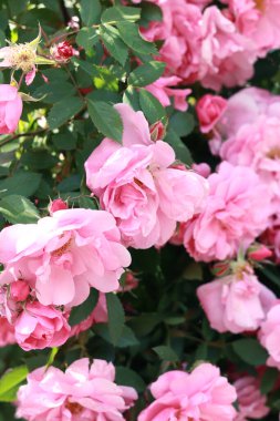 Çiçek açan gül çalısı. Yaz bahçesindeki çalılıkta pembe çiçekler. Parkta çiçekler var. Yakın plan.