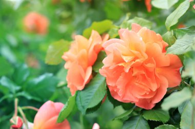 Gül çiçeği yaklaş. Bahçedeki bulanık arka planda güzel pembe bir gül.