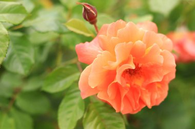 Gül çiçeği, taç yapraklarına özenle odaklanmış. Bahçedeki bulanık arka planda güzel pembe bir gül.