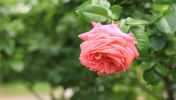 Rosenblomma Parken Vacker Rosa Ros Trädgården Närbild Bild Blommor Med — Stockfoto