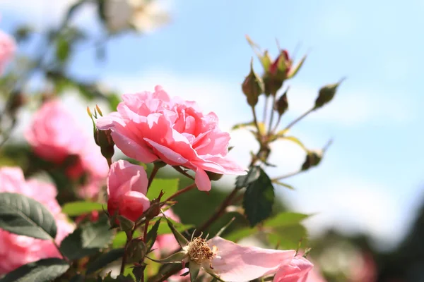 Hermosa Rosa Levantó Contra Cielo Imagen Cerca Una Flor Rosa — Foto de Stock