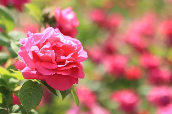 Blooming rose bush. Pink flowers on a bush in the summer garden. A flower against a background of blurred blooming rose bushes