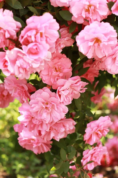 Blommande Rosenbuske Rosa Blommor Buske Sommarträdgården Blommor Parken Närbild — Stockfoto