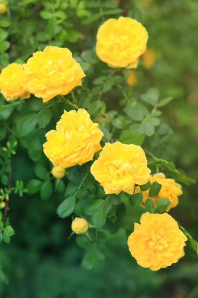 Blooming rose bush. Yellow rose flowers on a bush in the garden in summer. A flower against a background of blurry green leaves. Close-up image of bright yellow flowers