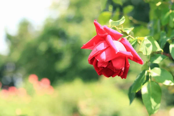 Ярко Розовый Цветок Розы Размытом Зеленом Фоне Розовый Цветок Парке — стоковое фото