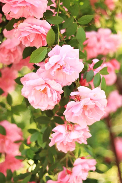Розовые Розы Полном Расцвете Саду Розовые Кусты Цветут Солнечный День — стоковое фото