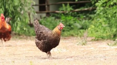 Tavuk ve horoz doğada. Ormandaki doğal bir çiftlikteki evcil kuşlar. Parktaki kuş, hayvanat bahçesi.