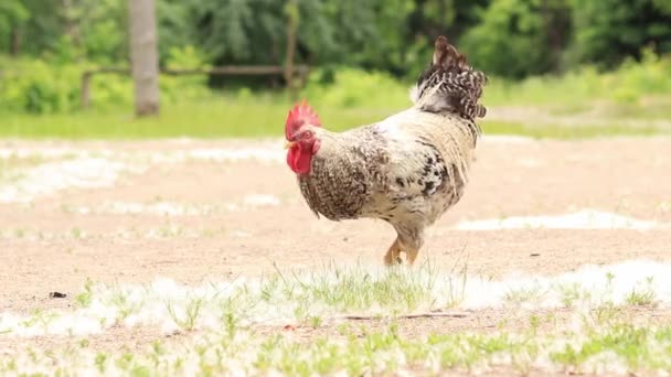 Rooster Nature Open Sky Domestic Rooster Natural Farm Forest Bird — Stock Video