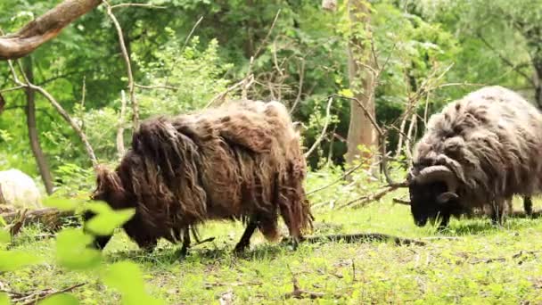 Tüylü Koyunlar Otları Kemiriyor Kırsalda Hayvan Çiftliği Var Uzun Yün — Stok video