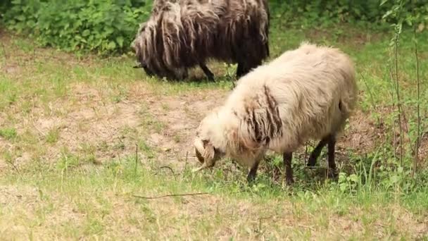 Ovelhas Salsichas Mordiscar Erva Criação Animais Campo Ovelhas Com Longa — Vídeo de Stock