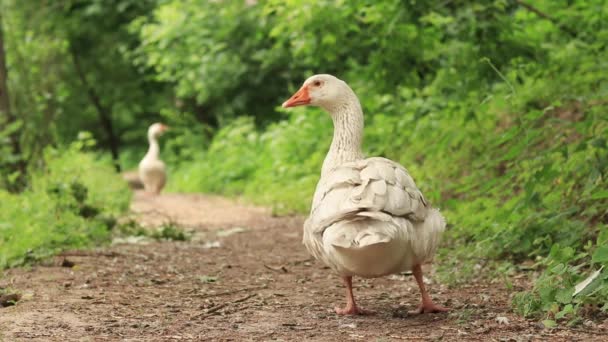 Biała Gęś Naturze Ptak Ścieżce Lesie Lub Parku Biała Gęś — Wideo stockowe