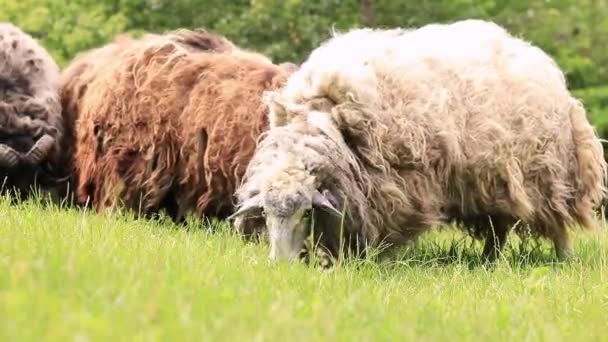 ザリガニの羊のニブリング草 田舎の動物飼育 長いウールのニブリング草の羊 — ストック動画