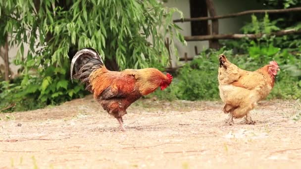 Ayam Dan Ayam Jantan Alam Luar Burung Domestik Sebuah Peternakan — Stok Video
