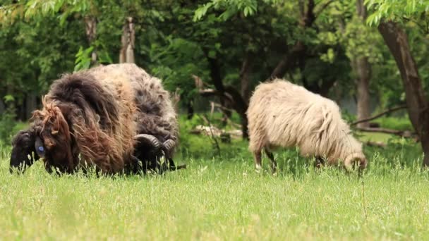 Tüylü Koyunlar Otları Kemiriyor Kırsalda Hayvan Çiftliği Var Uzun Yün — Stok video