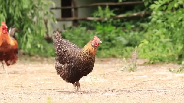 編と自然の中で屋外の鶏 森の自然農場で国内の鳥 公園内の鳥動物園 — ストック動画