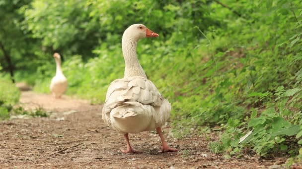 White Goose Nature Bird Path Forest Park White Goose Walks — Stock Video