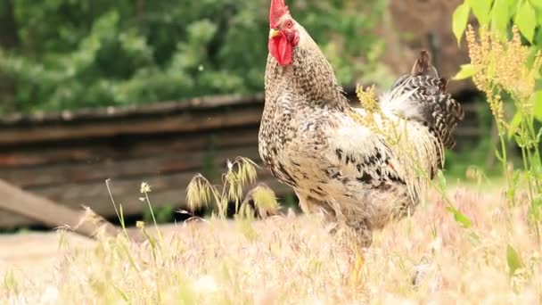 Ayam Jago Alam Bawah Langit Terbuka Ayam Jantan Domestik Sebuah — Stok Video