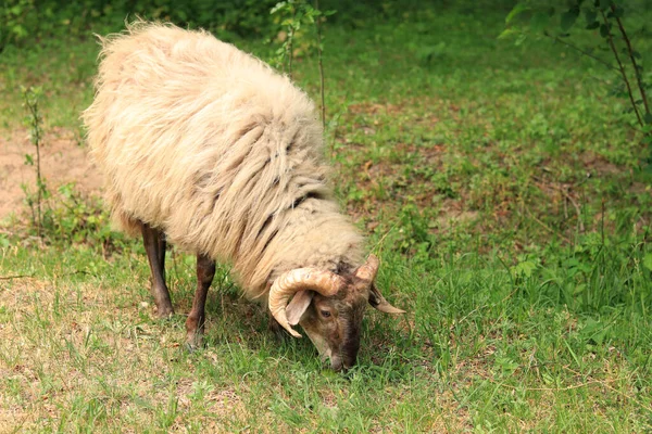 stock image A shaggy sheep nibbles grass. Animal husbandry in the countryside. Sheep with long hair nibbling grass