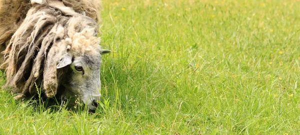 stock image A shaggy sheep nibbles grass. Animal husbandry in the countryside. Sheep with long hair nibbling grass