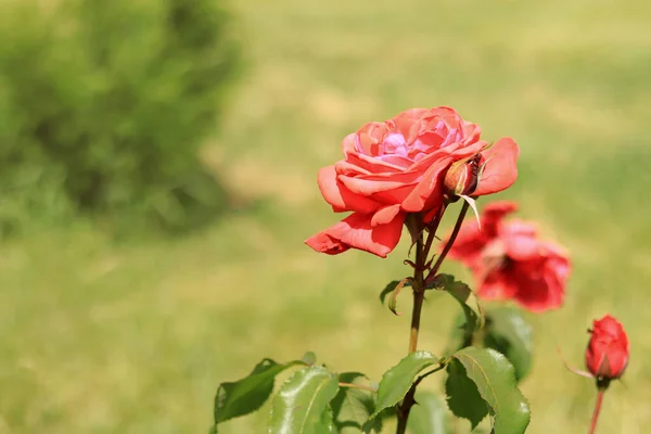 Rosa Roja Cerca Floreciente Rosal Parque — Foto de Stock