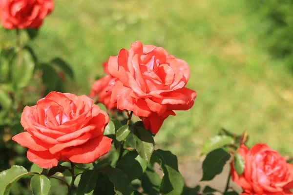 Röda Rosor Nära Håll Blommande Rosenbuske Parken Röda Rosor Sin — Stockfoto