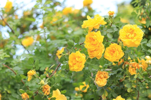 Blooming rose bush. Yellow rose flowers on a bush in the garden in summer. A flower against a background of blurry green leaves. Close-up image of bright yellow flowers