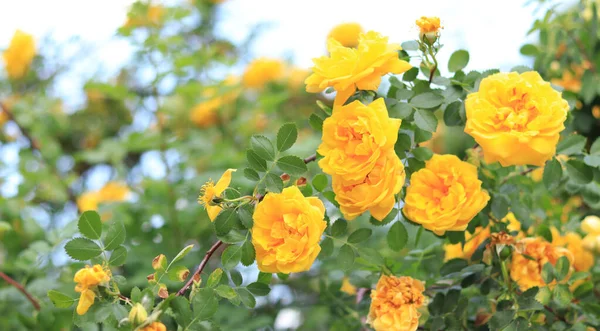Arbusto Rosas Floreciente Flores Rosas Amarillas Arbusto Jardín Verano Una — Foto de Stock