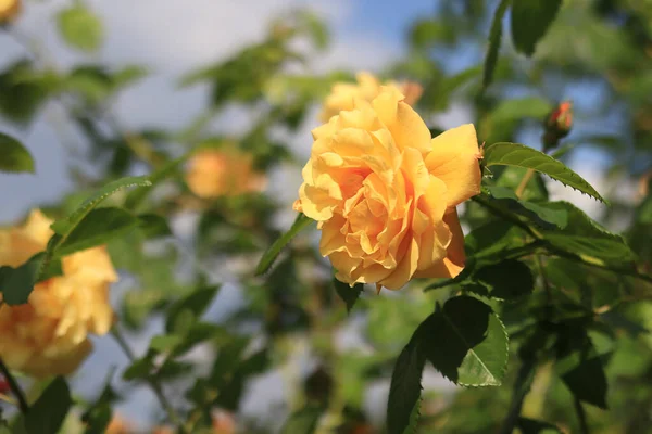 Blooming rose bush. Yellow rose flowers on a bush in the garden in summer. A flower against a background of blurry green leaves. Close-up image of bright yellow flowers