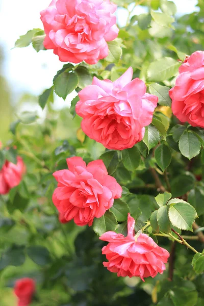 绽放的玫瑰花丛 夏天的花园里 粉色的花在灌木丛中绽放 公园内的花卉特写 — 图库照片