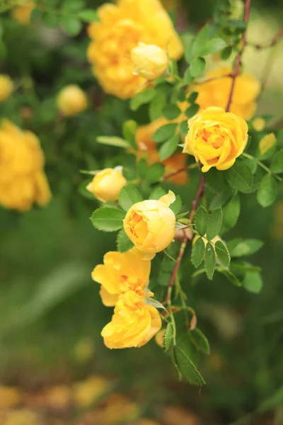 Çiçek Açan Gül Çalısı Yazın Bahçedeki Bir Çalılıkta Sarı Gül — Stok fotoğraf
