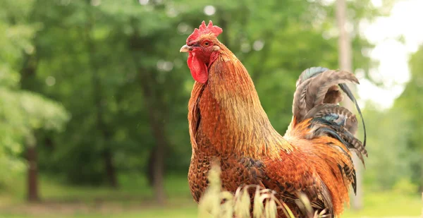 stock image Rooster in nature under the open sky. Domestic rooster on a natural farm in the forest. Bird in the park, zoo