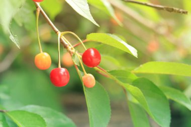 Dala yakın bir yerde kiraz çileği. Güneşli bir günde organik kiraz bahçesinde bir meyve ağacı yetişir. Tarım, büyüyen ekinler