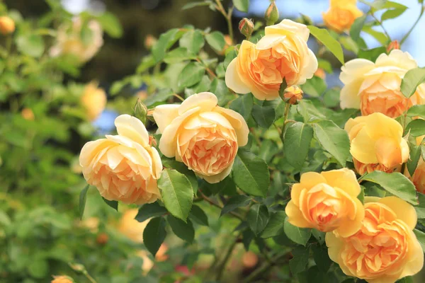 Yellow roses close up. Blooming rose bush in sunny weather in summer. Yellow flowers close. Flowers in the park