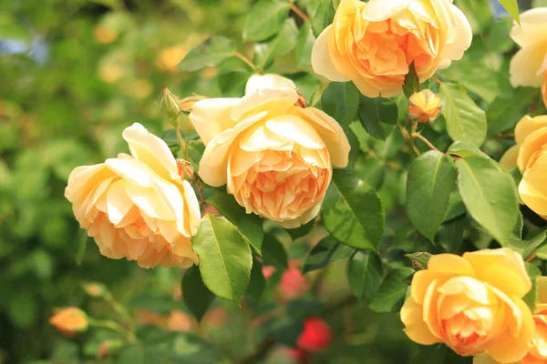 Yellow roses close up. Blooming rose bush in sunny weather in summer. Yellow flowers close. Flowers in the park