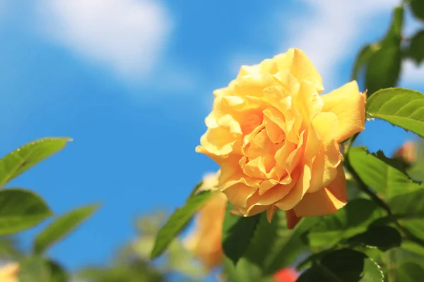 Желтая Роза Над Небом Цветущие Розовые Кусты Солнечную Погоду Летом — стоковое фото