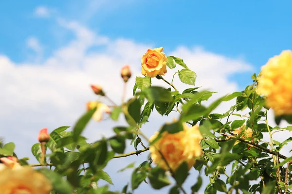 Yellow rose against the sky. Blooming rose bush in sunny weather in summer. Yellow flower near. Flower in the park