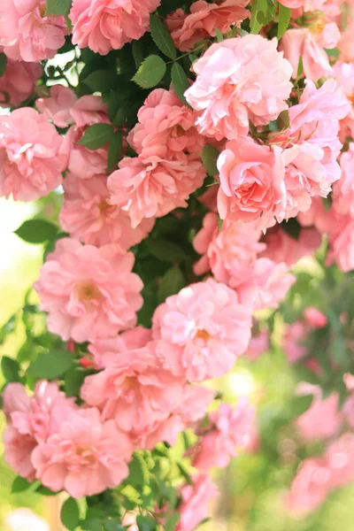 Цветущие Розовые Кусты Розовые Цветы Кустах Летнем Саду Цветы Парке — стоковое фото