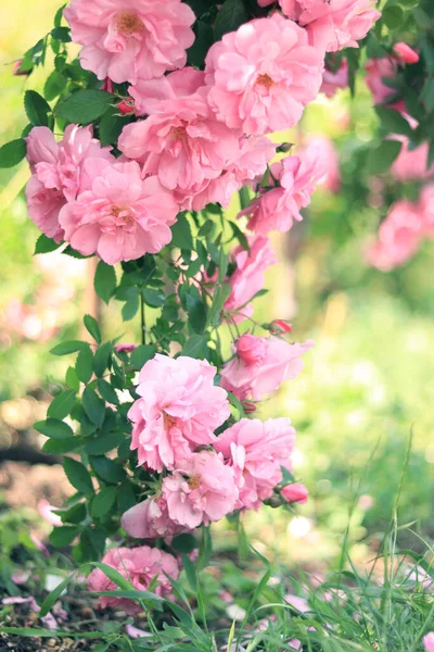 Ροζ Τριαντάφυλλα Επιλεκτική Εστίαση Ανθισμένη Τριανταφυλλιά Ηλιόλουστο Καιρό Καλοκαίρι Τριανταφυλλιά — Φωτογραφία Αρχείου