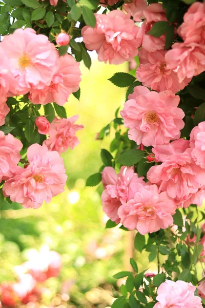 Rosa Rosenblommor Med Selektivt Fokus Blommande Rosenbuske Soligt Väder Sommaren — Stockfoto