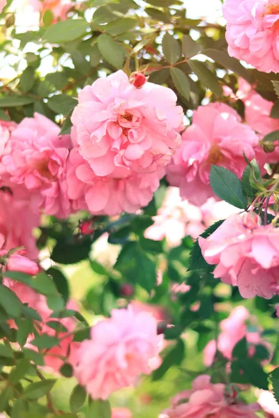 Arbusto Rosas Floreciente Flores Rosadas Arbusto Jardín Verano Flores Parque — Foto de Stock