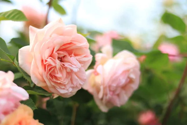 公園でバラの花 庭には美しいピンクのバラが咲いていた 緑の葉がぼやけた花のイメージを閉じます — ストック写真