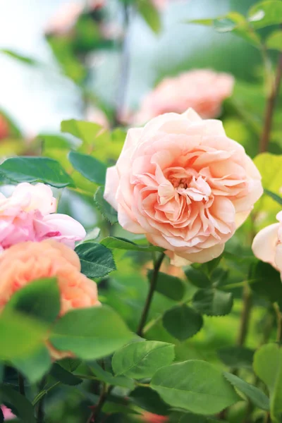 Rose Flor Close Com Foco Seletivo Rosa Bonita Rosa Fundo — Fotografia de Stock