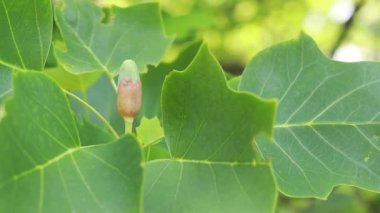 Lale ağacı olarak bilinen Liriodendron tulipiferası. Yaprakların arasında çiçek tomurcuğu. İlginç şekilli büyük yeşil yapraklar.