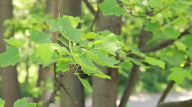 Lale ağacı olarak bilinen Liriodendron tulipiferası. İlginç şekilli büyük yeşil yapraklar. Liriadendron yaprakları yazın kapanıyor
