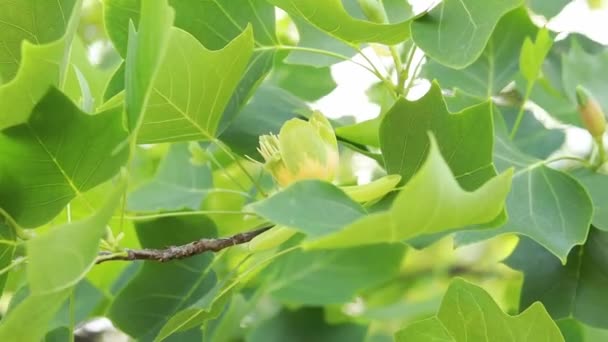 金黄色的郁金香 俗称郁金香树 树叶中一朵黄色的大花 北美东部的一种自然生长的树 — 图库视频影像